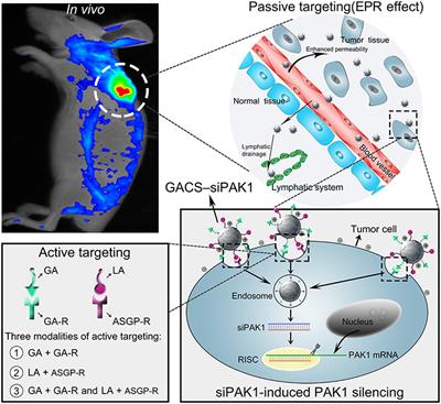 Frontiers | Corrigendum: Dual-Targeting Nanoparticle-Mediated Gene ...